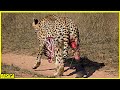 Nasib sial induk cheetah ini terluka demi melindungi anaknya dari predator lapar
