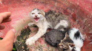 Rescue the ferocious cat, Feral Kitten And Earns His Love