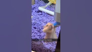 The Really Thirsty Hamster #TheManniiShow.com/series