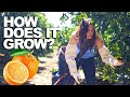 Orange  how does it grow