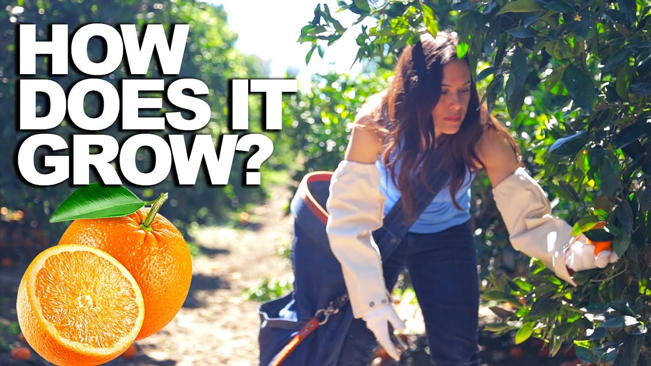 What Zones Do Oranges Grow In?