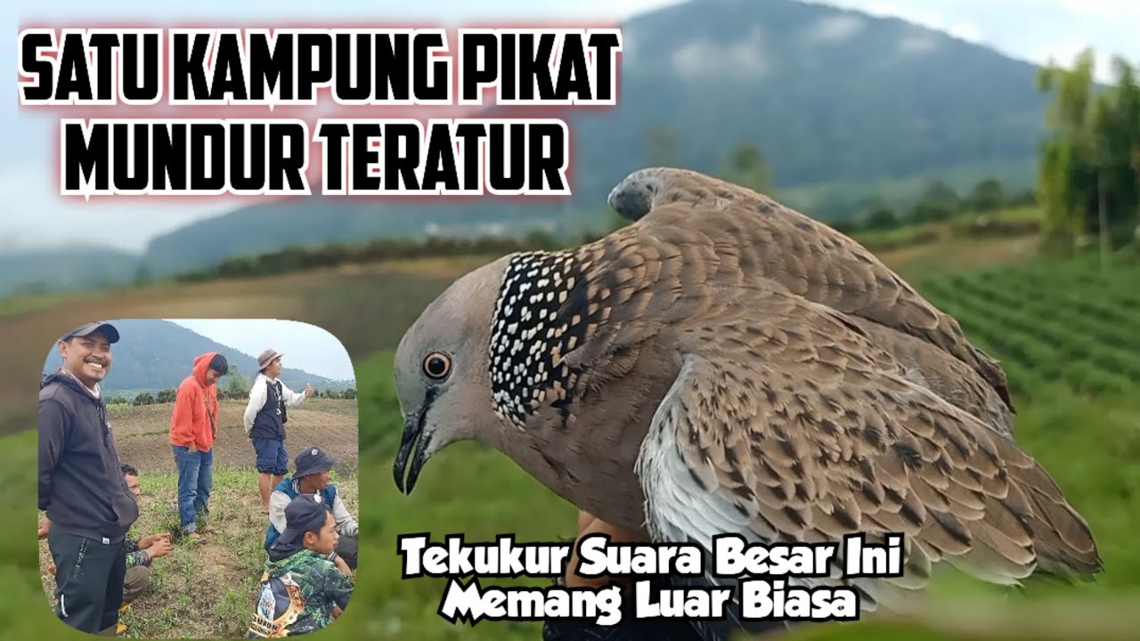 CUMA MENDENGAR SUARANYA PIKAT SUDAH TARIK TALI, SATU KAMPUNG PIKAT MUNDUR TERATUR...