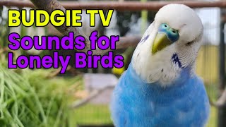 Budgie TV: Beautiful, Happy Budgie Sounds for Lonely Birds