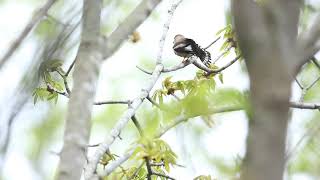 ♪鳥くん野鳥動画（千葉県手賀沼）シメ水浴び後の羽繕い2020 4 226Z3A5544