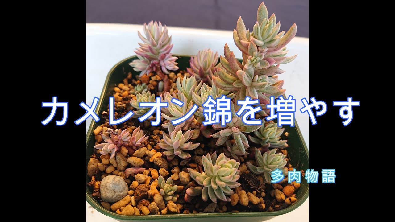 Increase your Chameleon Nishiki - YouTube