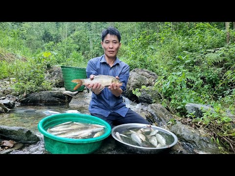 VIDEO FULL: Harvest