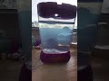 day 7 of hatching sea monkeys and watching them grow