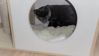 Panther is so spoiled!! He eats snack in his own bed!! by Quantum Audio (Quantum Meow) 5,910 views 2 years ago 1 minute, 9 seconds