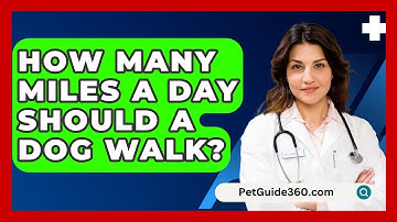 How Many Miles A Day Should A Dog Walk? - PetGuide360.com