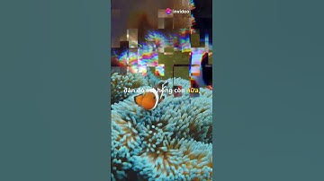 Cá đổi giới tính: Bí mật của đại dương #tongsangtv #tstv #shorts