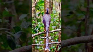 Strange and surprising bird sounds