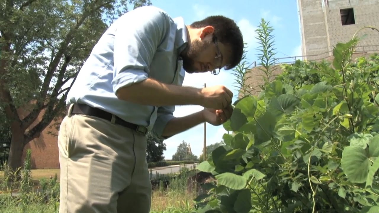 Студент Университета Джорджии стремится сдержать быстрый рост Кудзу