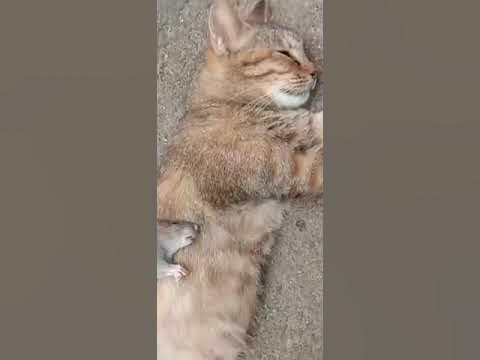 Sasuke va Sakura seks fanfigi Boglangan qiz sexy