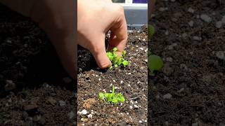 Repotting Blue Lobelia Seedlings 🌱 Tiny Seedlings to New Pots | Plant ASMR