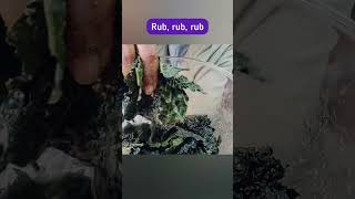 How To Make Kale Chips Without Oil ? Kale Chips Recipes #kalechips  #oilfreerecipes #healthysnack