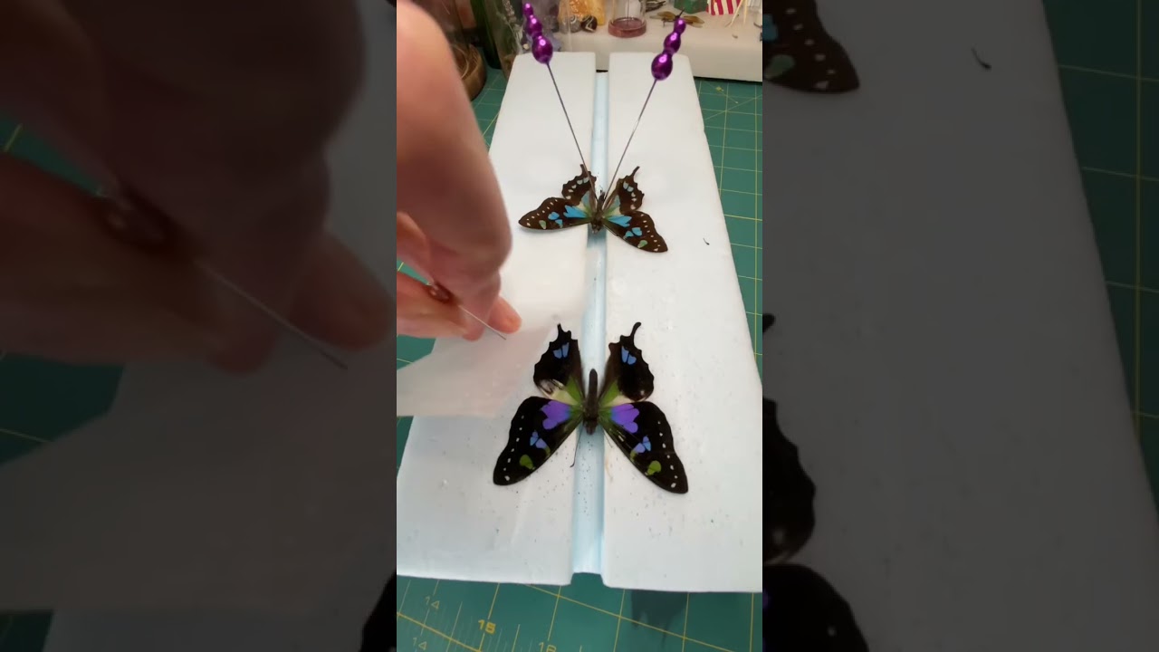 Pinning a dead purple spottedswallowtail butterfly 