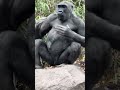 A Gorilla giving a signal by pounding on chest