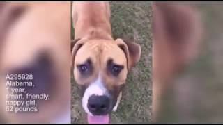 Adoptable pets