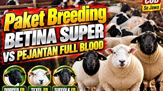 Harga Domba Paket Breeding Pejantan Suffolk, Dorper dan Texel 