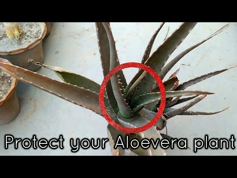 Why Aloevera Plant Turning Brown Care And Tips For Aloe Vera