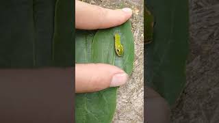 weird CATERPILLAR looks like SNAKE swallowtail camouflage #shorts #caterpillar