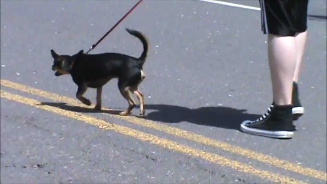 Twain Harte Dog Parade Highlight "El Terrible" YouTube
