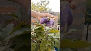 Baingan ki pehli harvesting! 🍆 Chhat par ugaye dher saare baingan#farming #nature #garden #brinjal