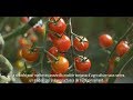Des tomates  zro rsidu de pesticides   2 bonnes pratiques pour y parvenir