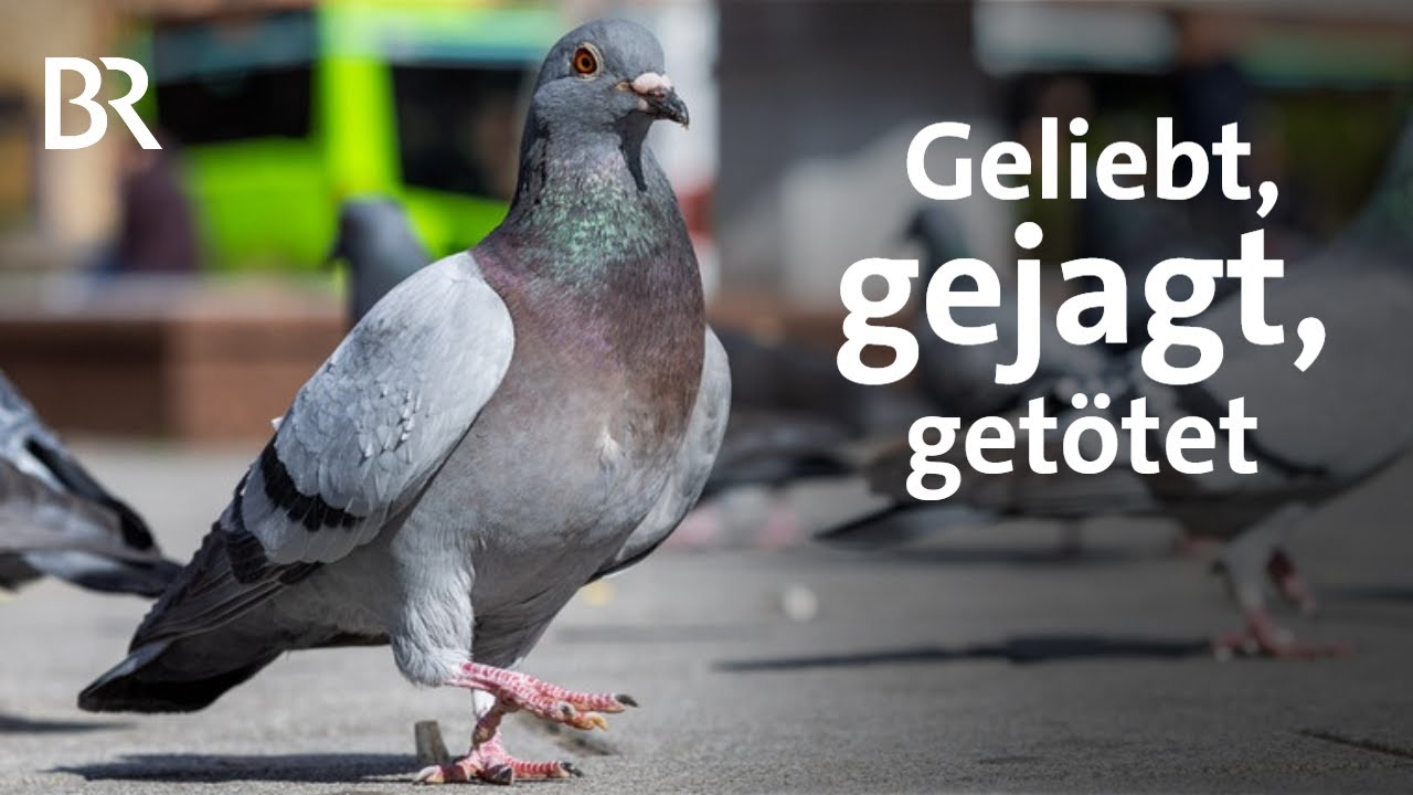 Tauben, Ratten und andere Tiere in der Stadt: Vom Umgang mit Problemen | UNKRAUT | BR