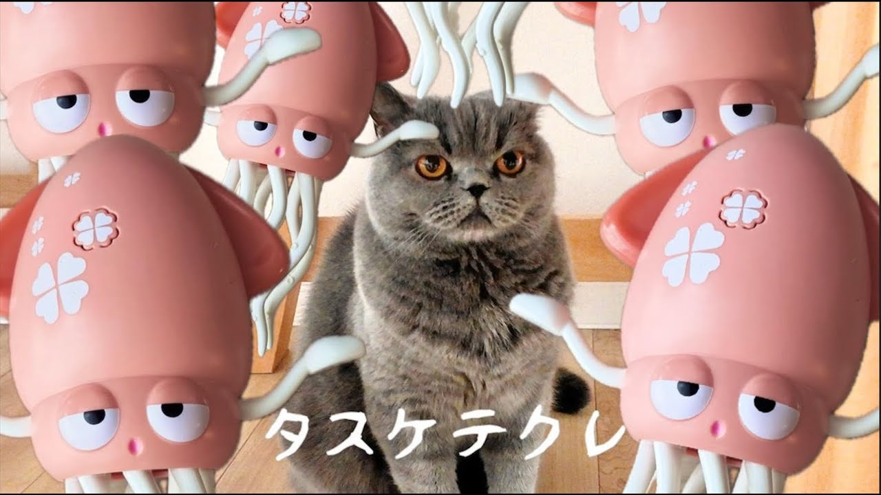 イカゆらりんを見た猫の反応（笑）