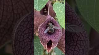 #shortsorquideas #cultivodeorquídeas Aristolochia