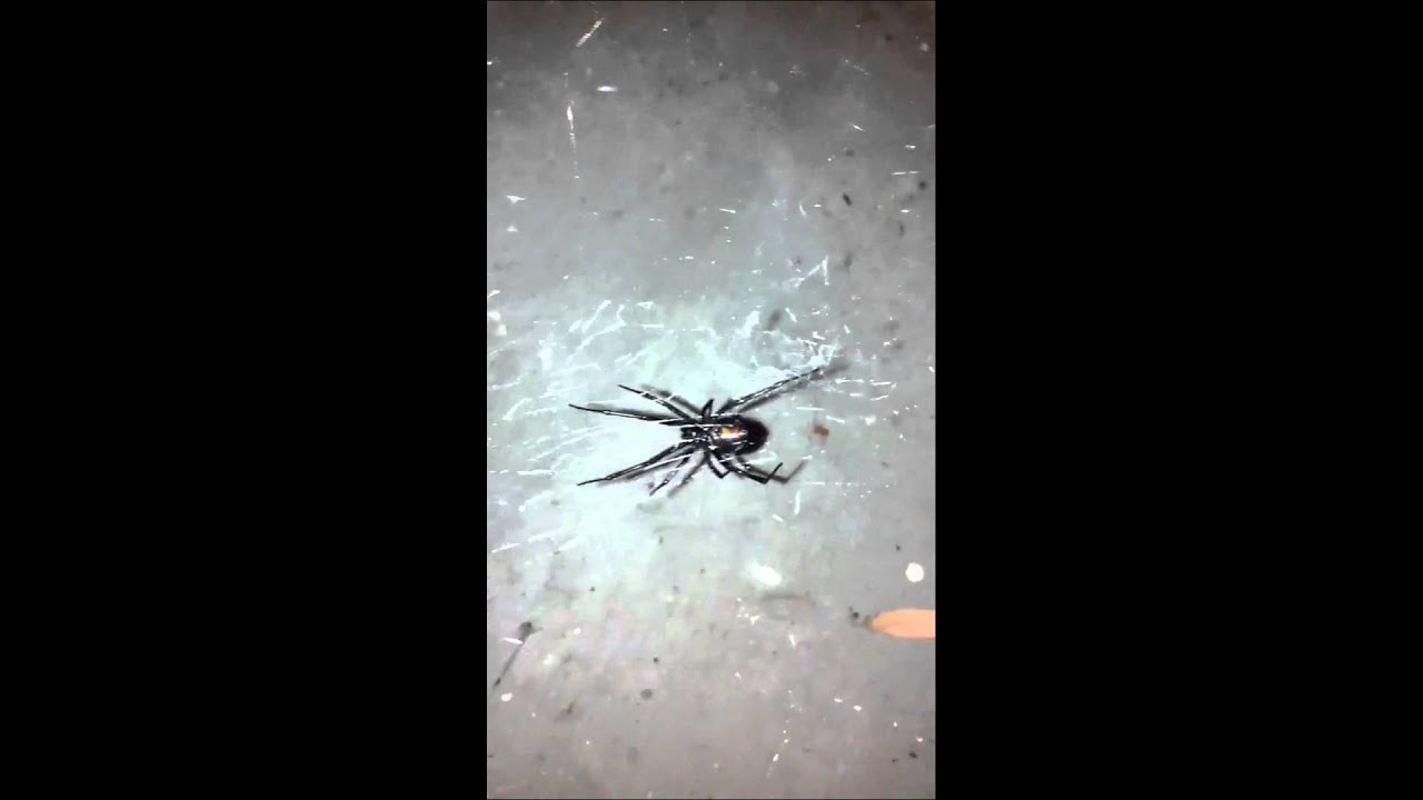 Black widow spider in Palm Springs YouTube