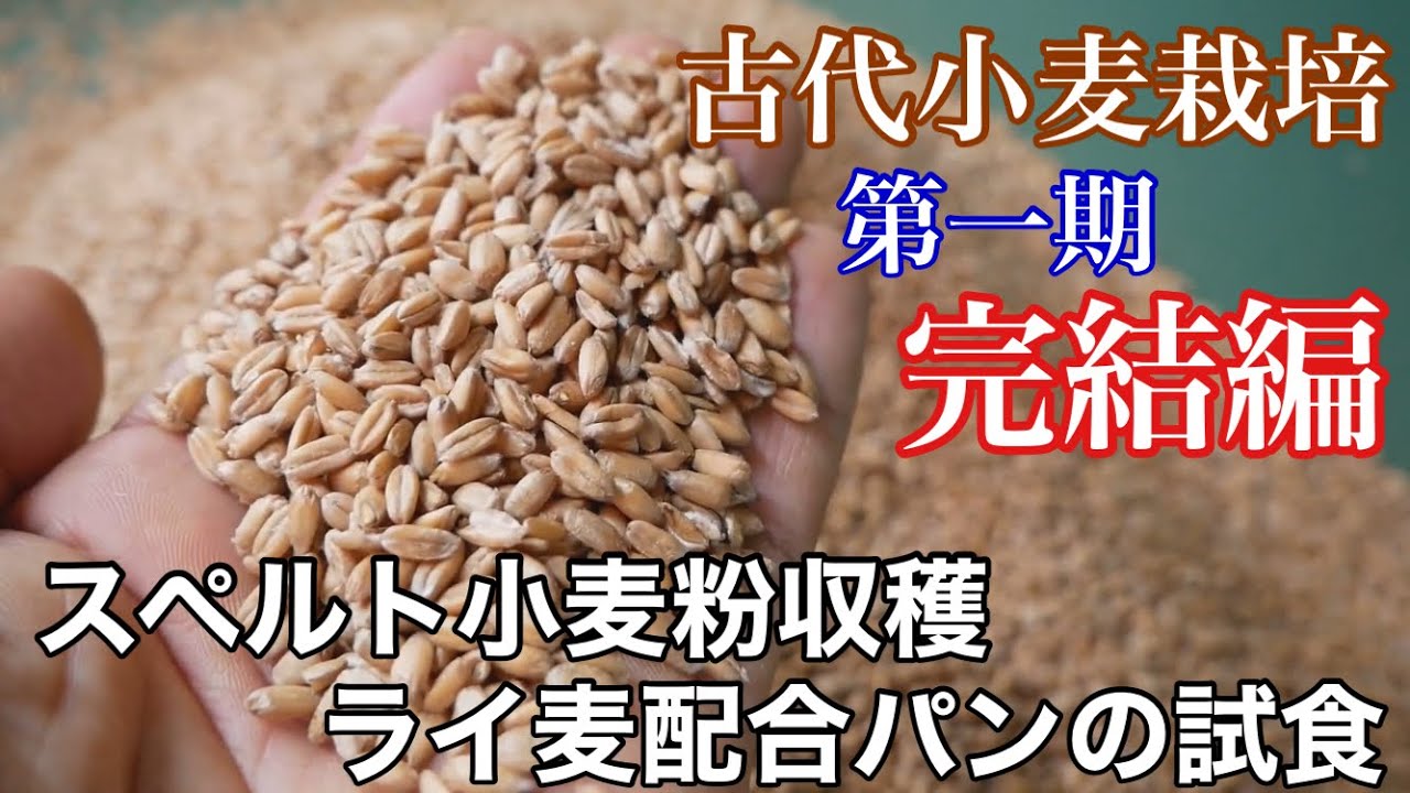 Ancient Wheat