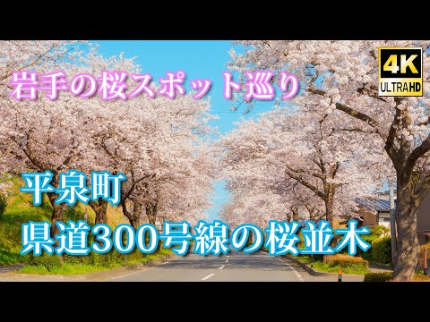 【岩手の桜巡り】平泉町・県道300号線の桜並木 (4K UHD)