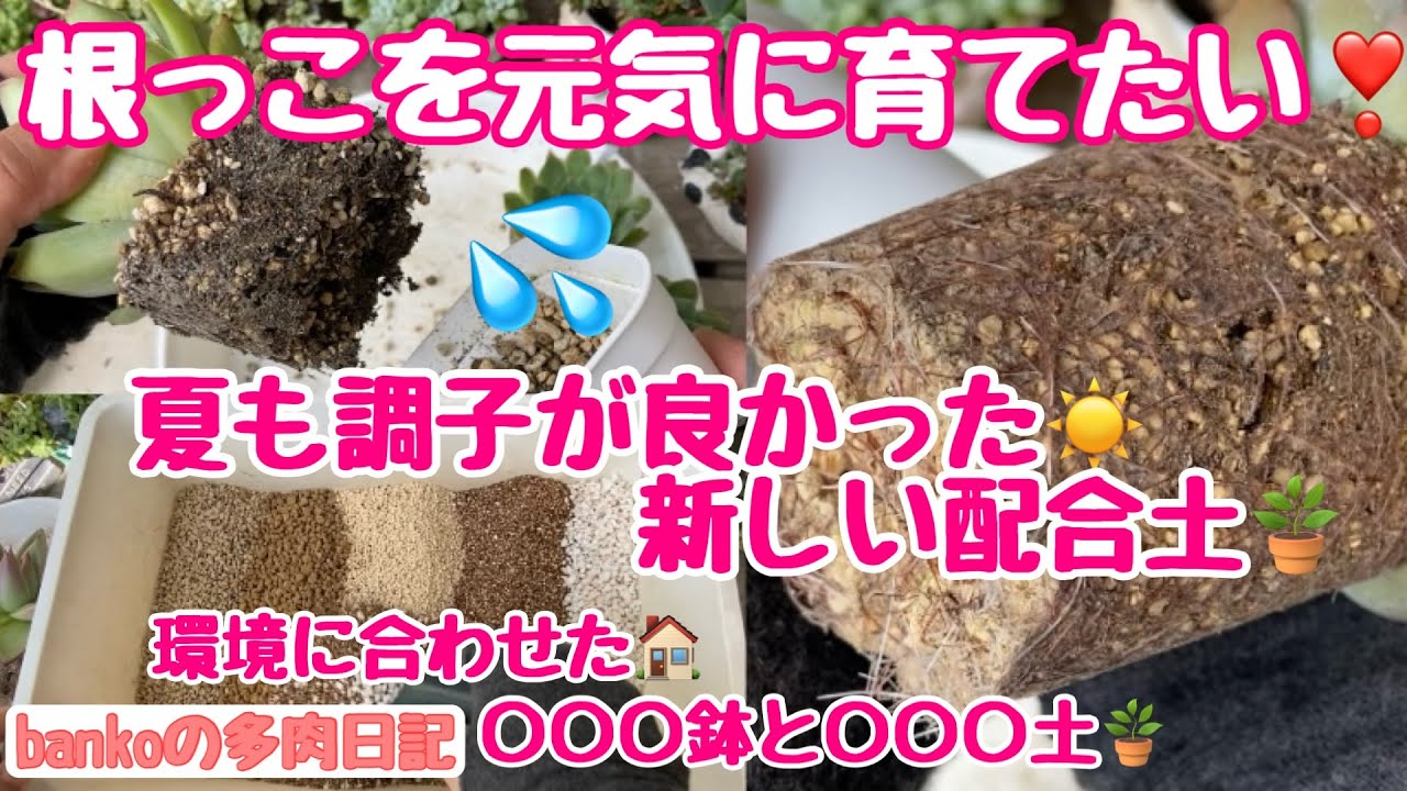多肉植物】抜き苗を買ったら❣️簡単植え付け❣️ - YouTube
