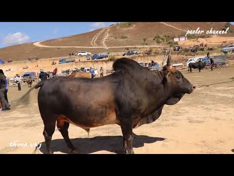 Video: Lub Nroog Nrov hauv Argentina tuaj xyuas