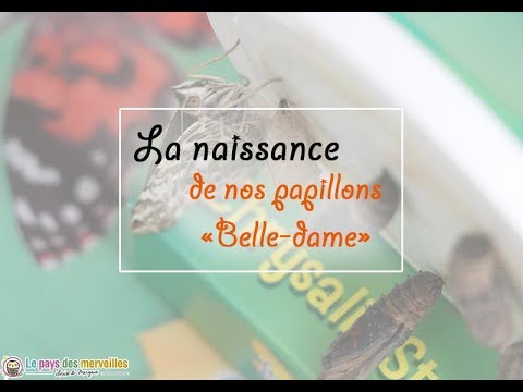 expérience de stanford La naissance de nos papillons