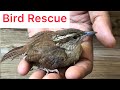 INJURED BIRD RECOVERY by our family|  LOVELY EXPERIENCE BIRD RESCUE |sms tamil