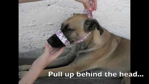 How to make a dog muzzle