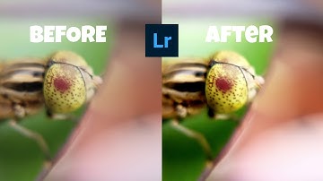 How to edit insect macro photos using Lightroom