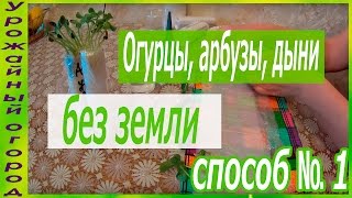 РАССАДА ОГУРЦА,АРБУЗА И ДЫНИ БЕЗ ЗЕМЛИ!!!ОТЛИЧНЫЙ СПОСОБ №1(ДАТА СЪЕМКИ 06.04.2016 г.МОСКОВСКАЯ ОБЛАСТЬ)) В этом видео я покажу как можно вырастить рассаду огур..., 2016-04-06T18:51:09.000Z)