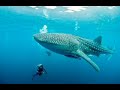 Worlds top 5 largest animals