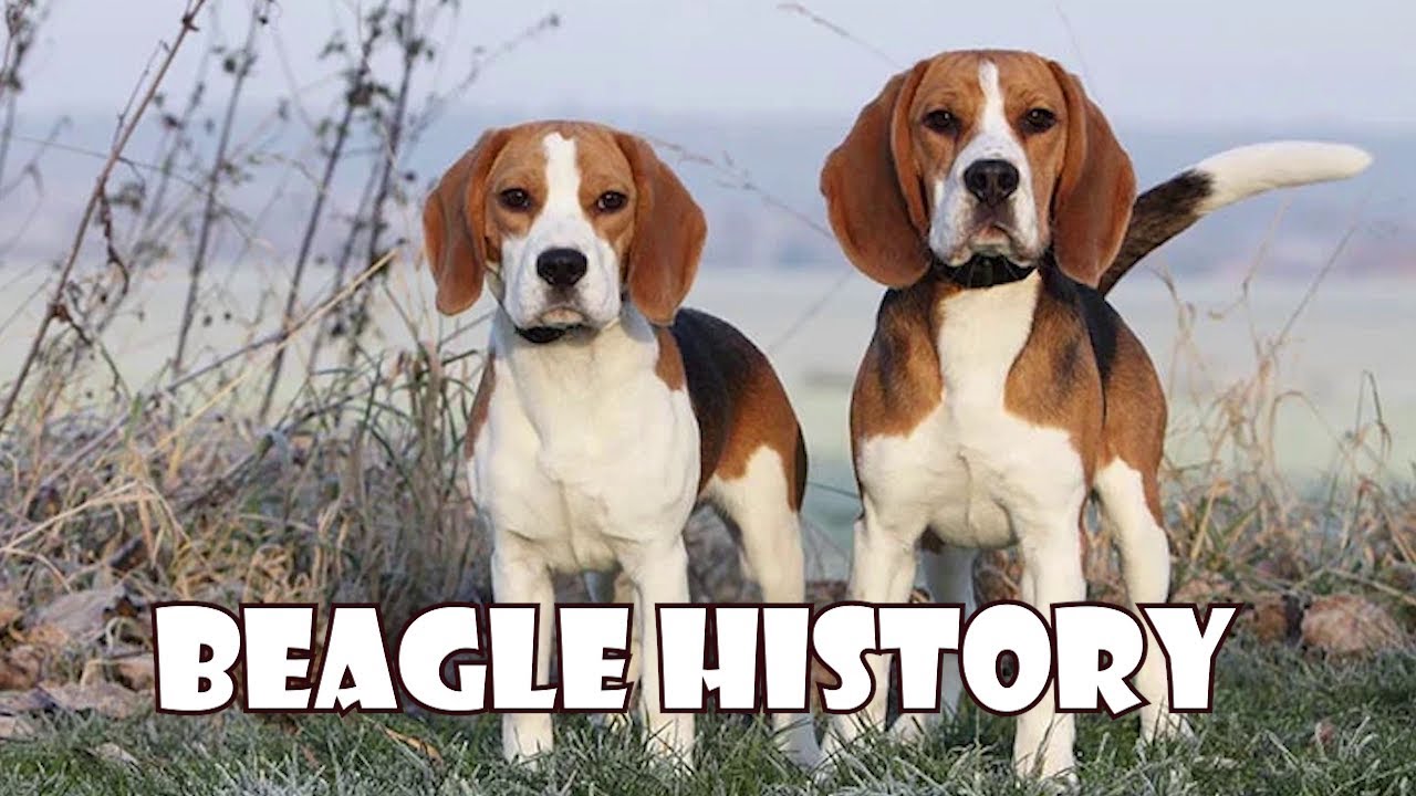 Podcast 147: Beagle History | From ancient small pack-hounds to snoopy ...