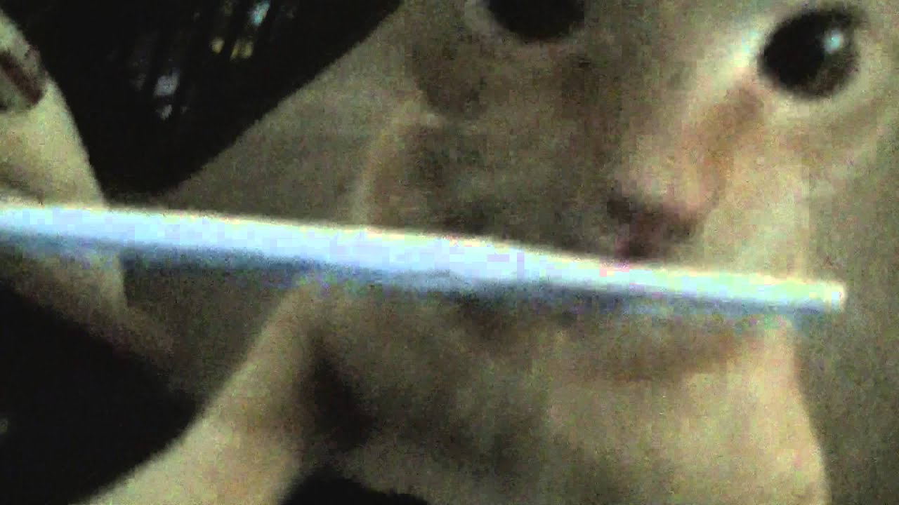 Eddy the Cat: Straw NOM NOM Nomming