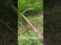 刈払機で草を粉砕する