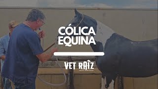 Cólica Equina