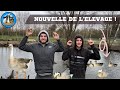 Nouvelle de llevage les canards