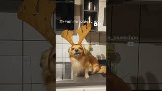 in der Weihnachtsbäckerei