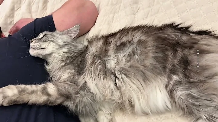 Video 8511051: mainecoon cutecat cat, perfect maine coon, best maine coon