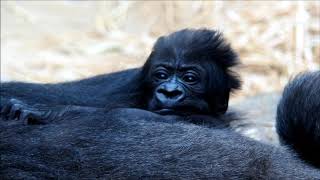 Little Vizazi, Zoo Antwerp 27 July 2020